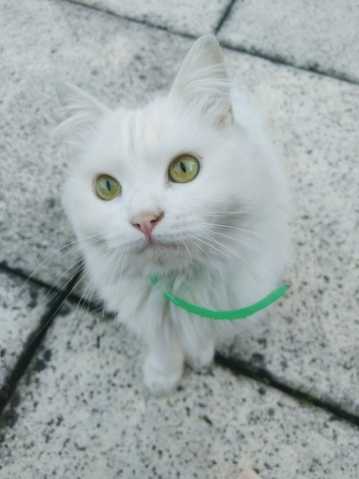 white cat