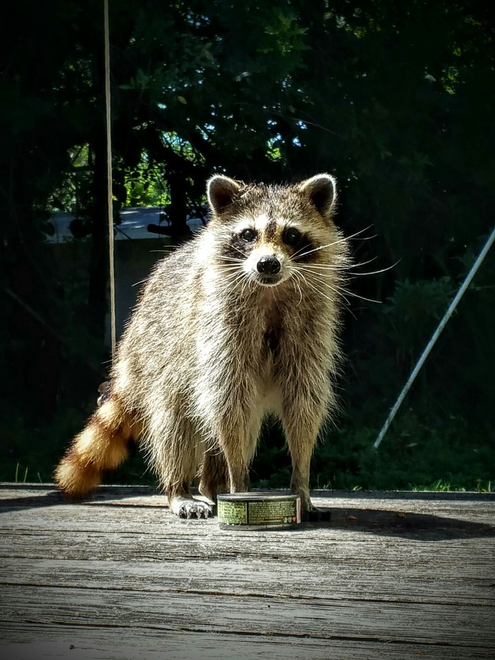 raccoon on porch