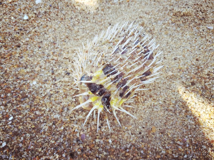 Sea Creature
