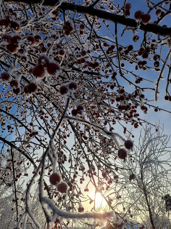 apples in the snow