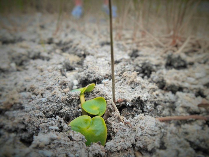 Birth of a new life