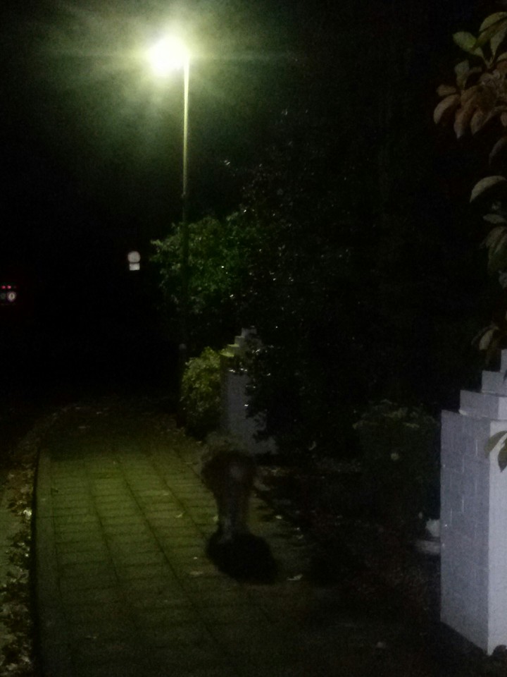 Nachtspaziergang