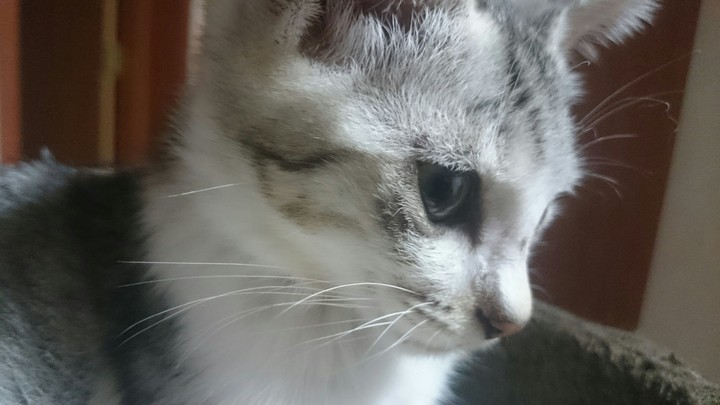 호기심