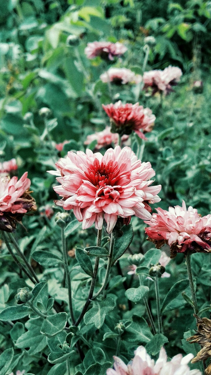 in the garden