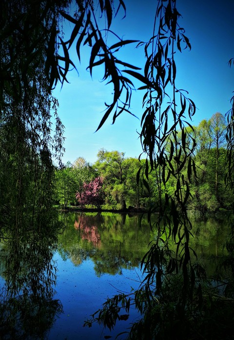 Spring landscape