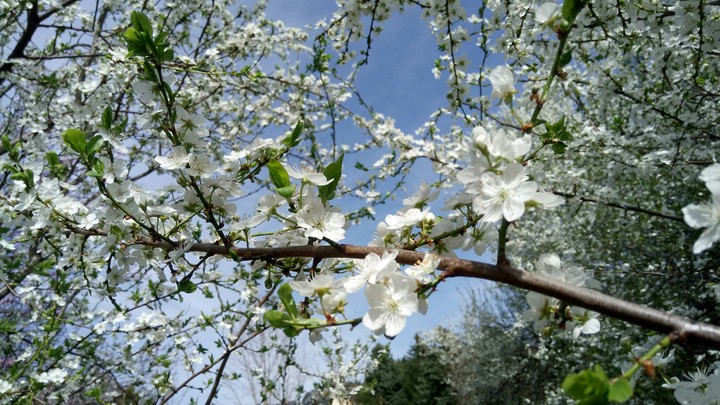 Frühling