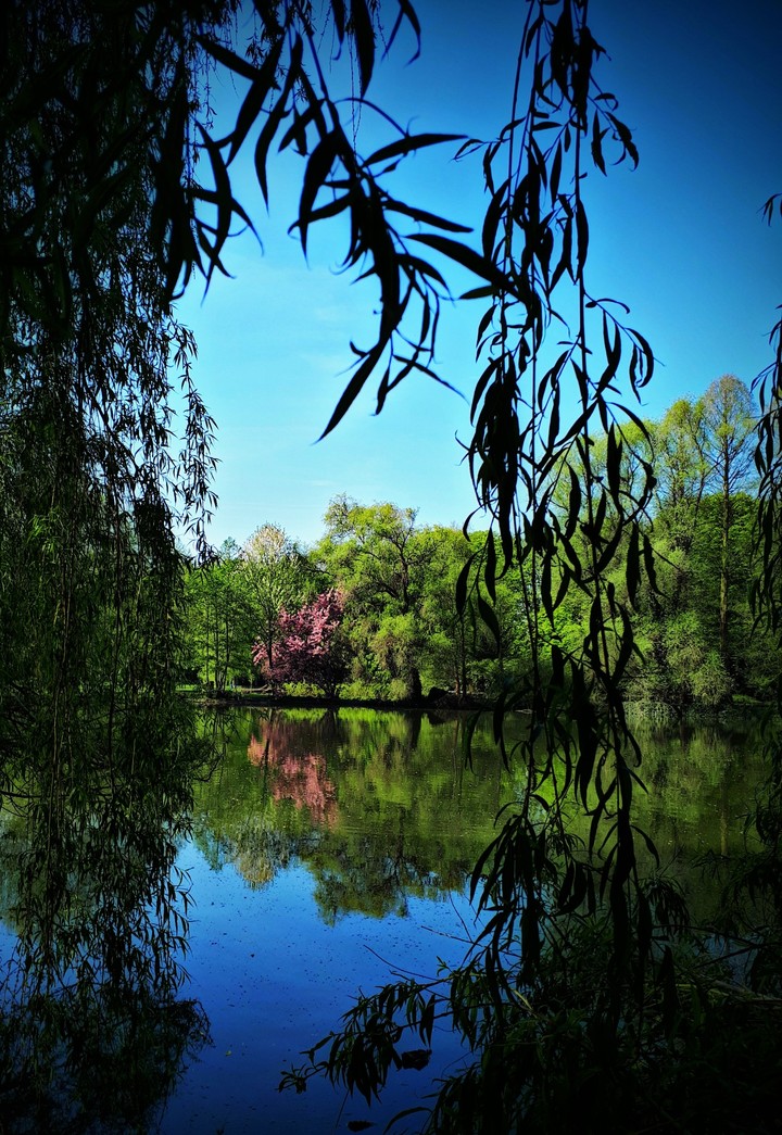 Spring landscape