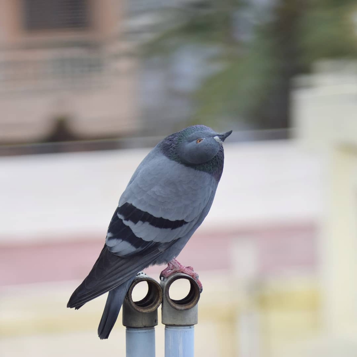bird life