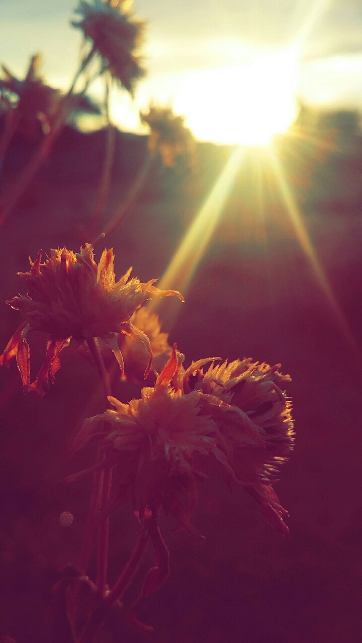 #tree #flower #you #me #