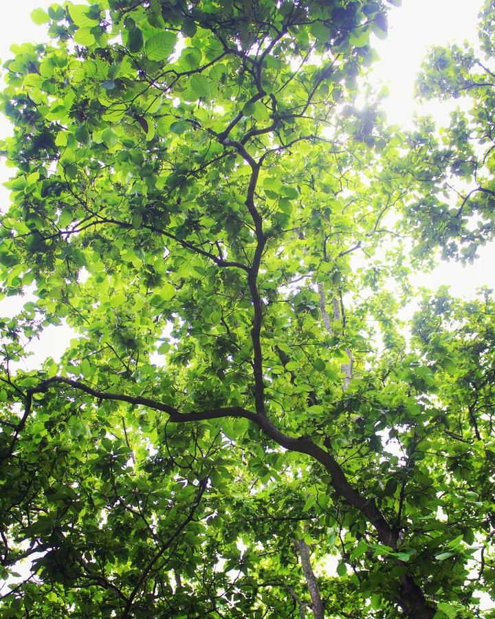 Greenery
