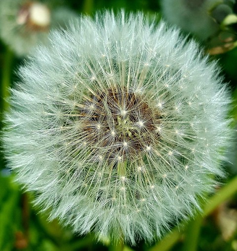 Heathrow in my garden