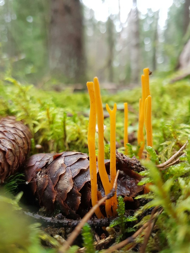 Strange orange mushrooms...