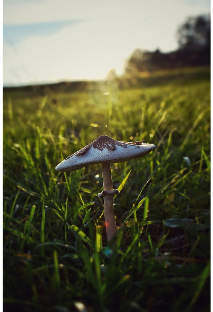 muschroom II.