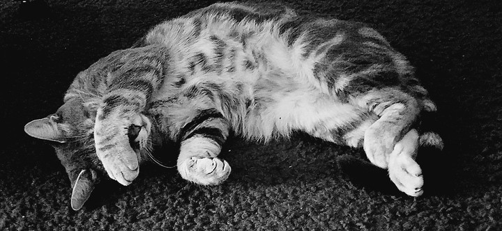 Camera Shy Kitty