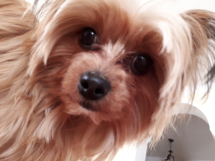 coco