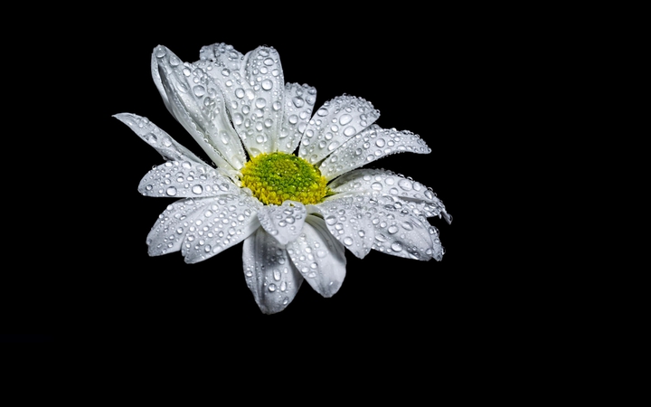 camomile