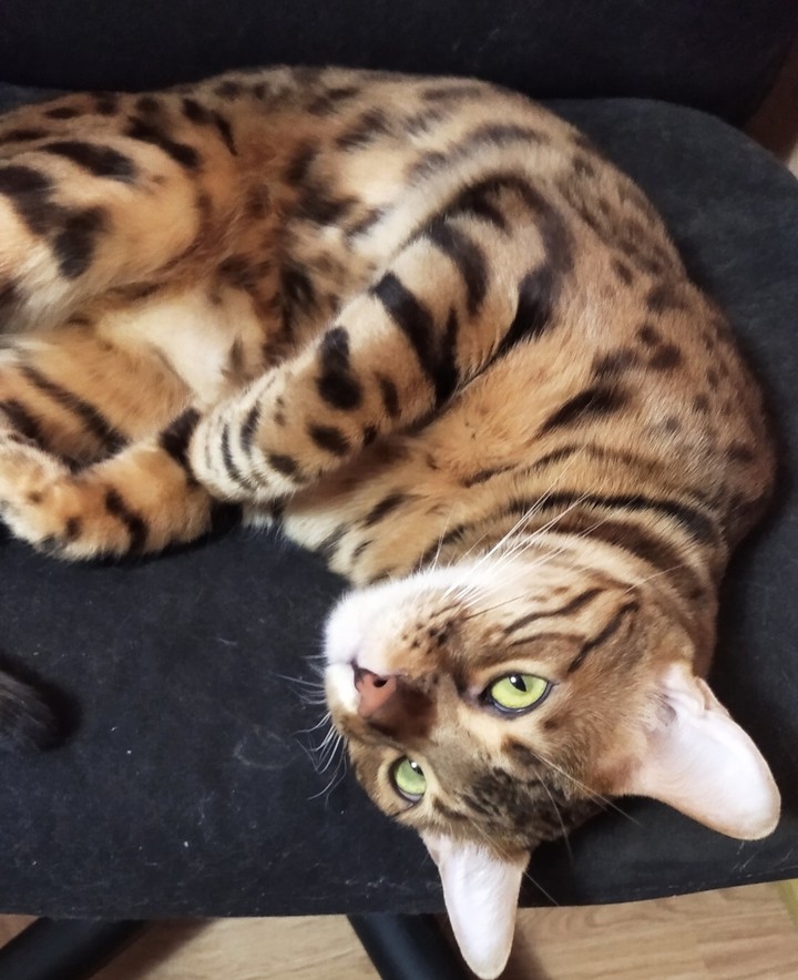 cat44