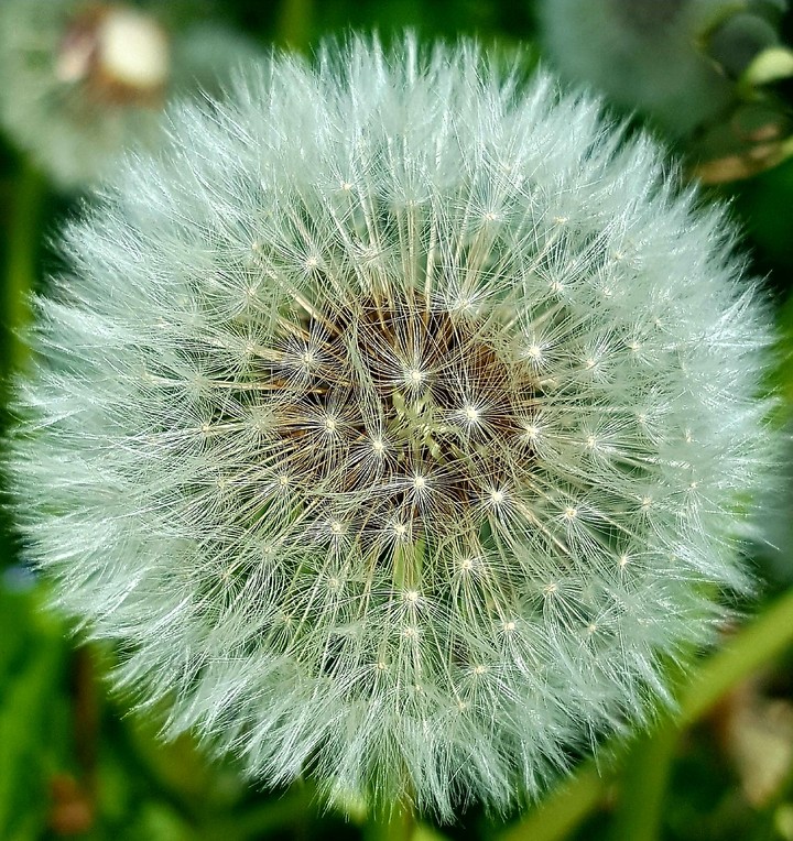 Heathrow in my garden