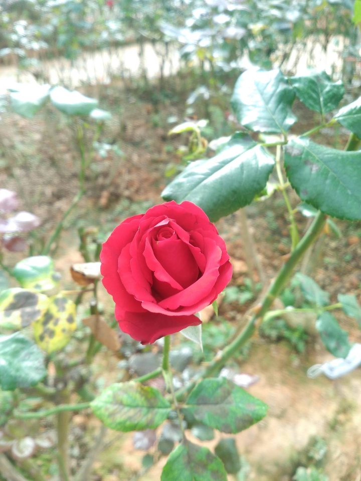 vườn hoa đà lạt