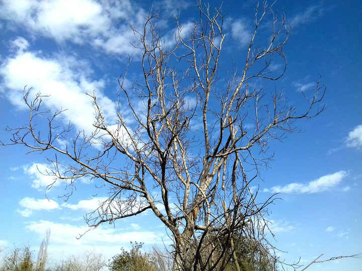 Old Tree