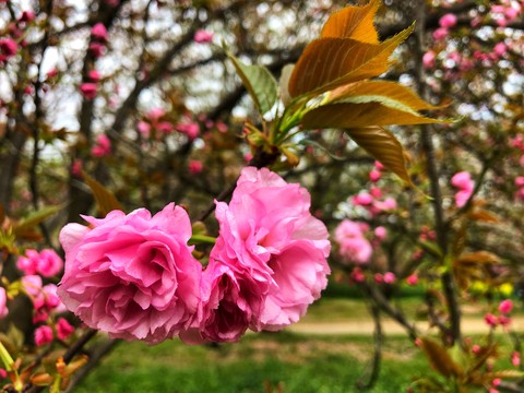cherry blossom