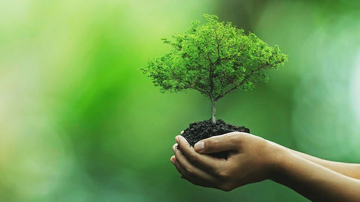 September, 21 - Tree Day