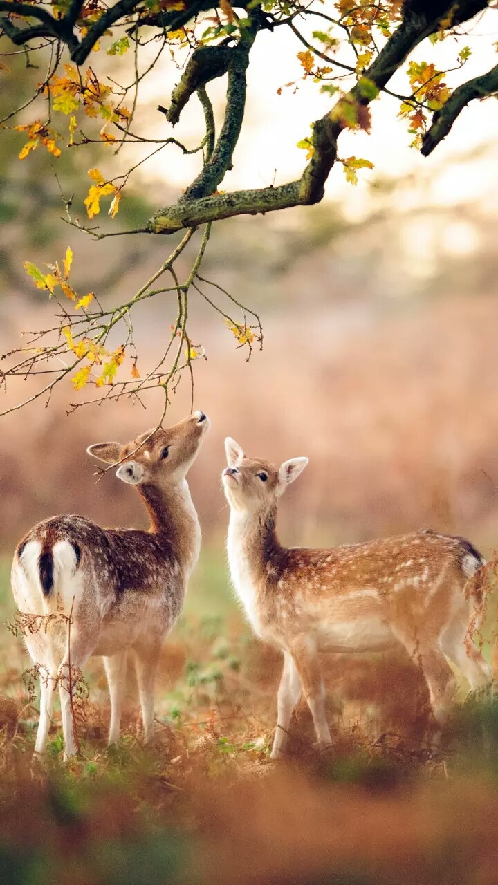 Nature
