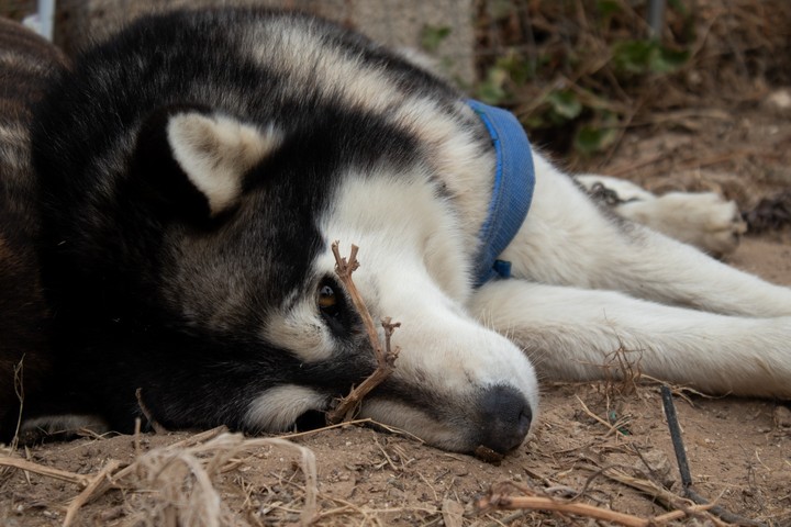 Husky❤️
