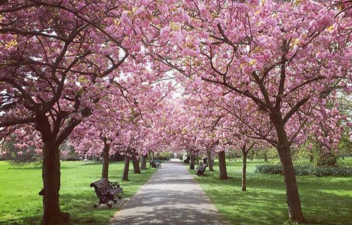 Blossom