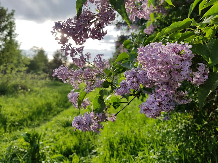 Lilac
