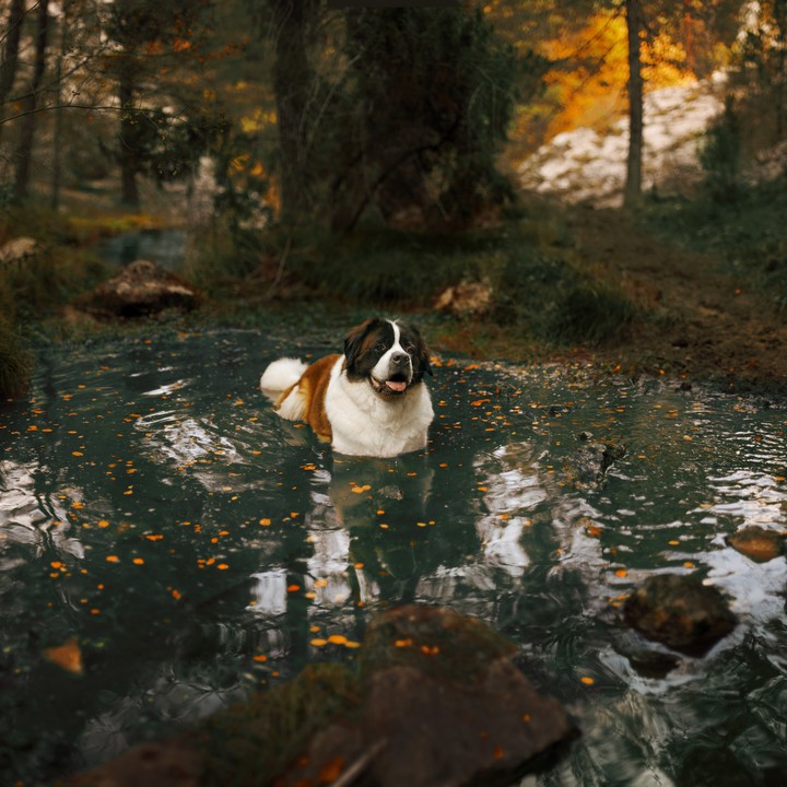 Happy Doggie