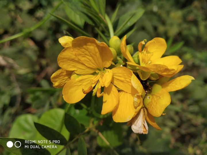 yellow flower