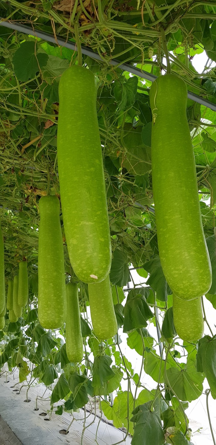 Bottle Gourd