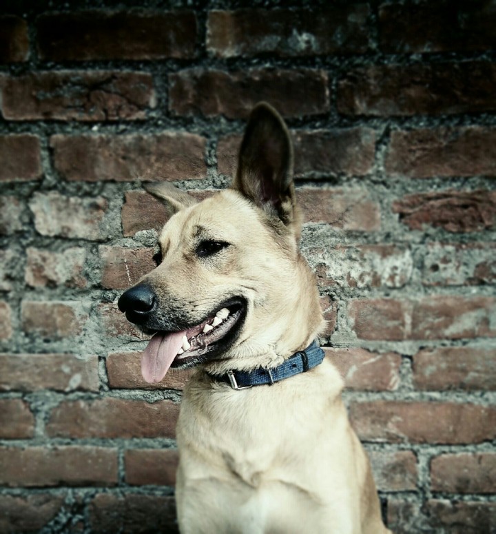 Alone Dog