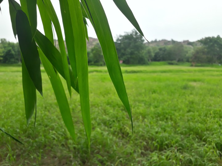 nature