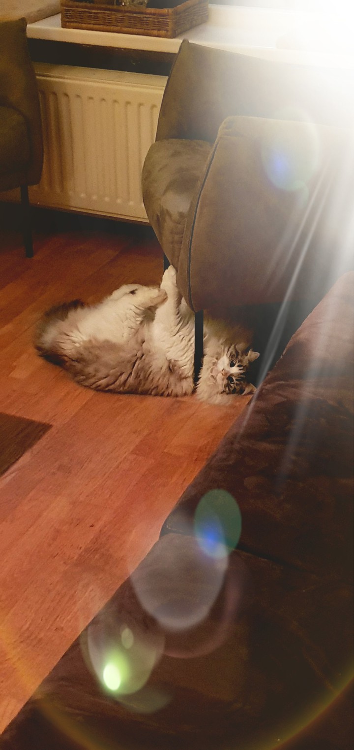 Cat playing