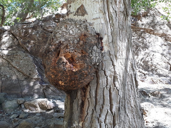 amazing tree