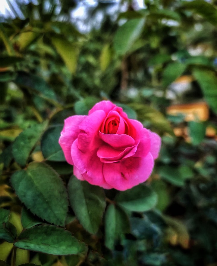 a bloomm