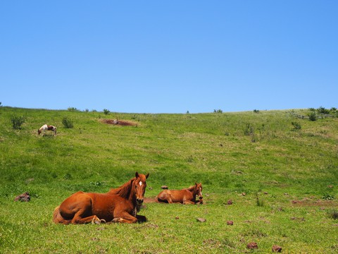 horse