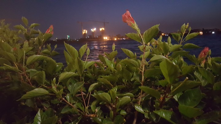 Flowers on river side