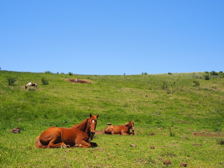 horse
