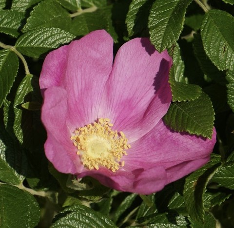 רקעים petal, flower
