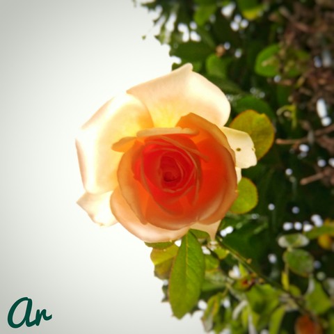 downlight flower