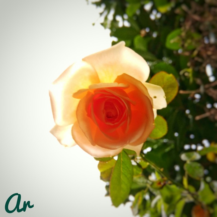 downlight flower