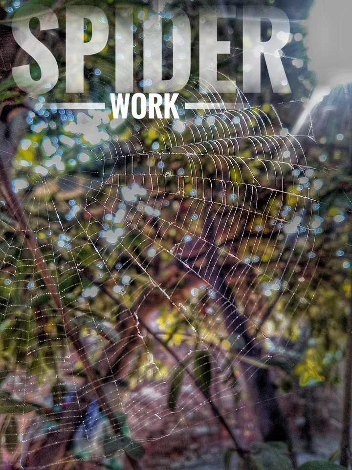 Spider work