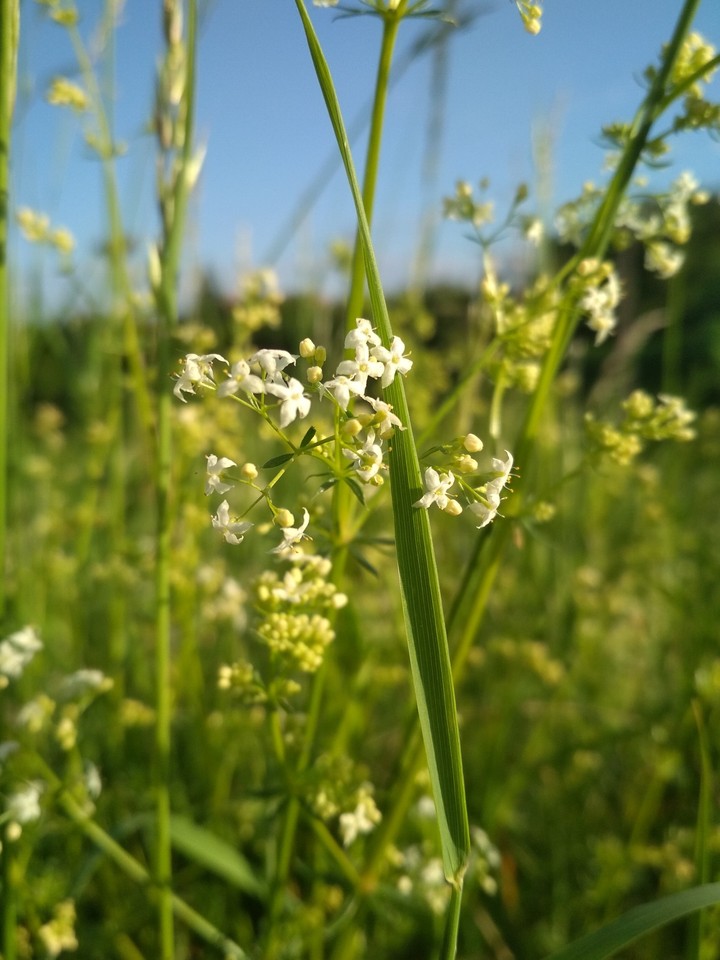 Flover on grass / Цветок на травке