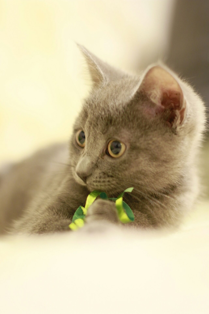 kitten