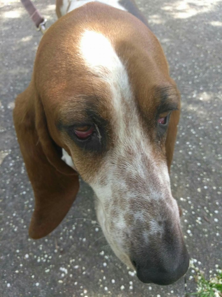 Bassett hound