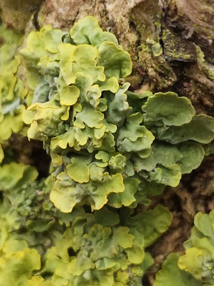 Flechte am Baum in MacroBild