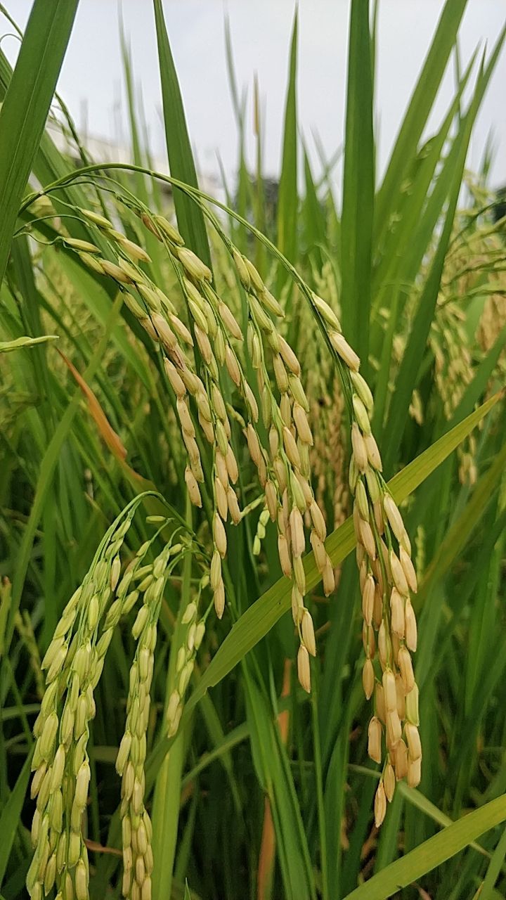 Paddy plant